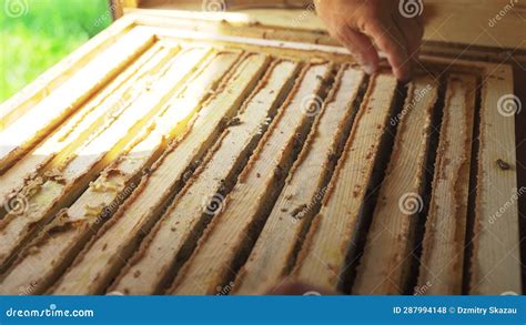 L Apiculteur Sort Un Cadre De Nid Avec Du Miel Et Des Abeilles De La