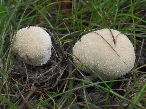 Фотокаталог грибов: Дождевик полевой (Lycoperdon pratense)