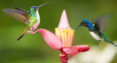 Wildlife of Ecuador & Galapagos : Galapagos Holiday Architects