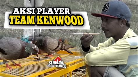 Aksi Merpati Team Kenwood Kendedes Predator Jr Sadam Youtube