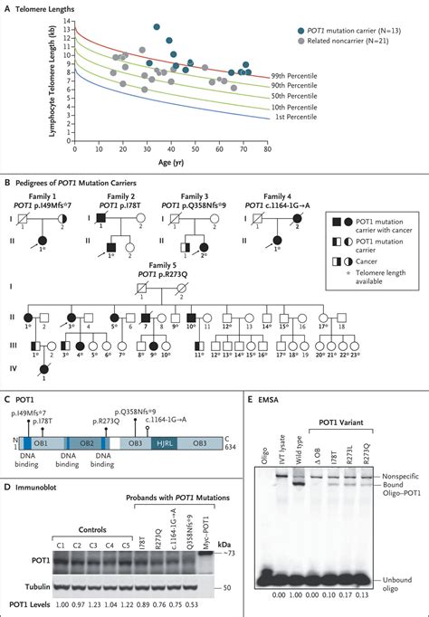 Familial Clonal Hematopoiesis In A Long Telomere Syndrome New England