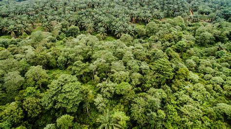 En Colombia se estima la producción de 18 millones de toneladas de