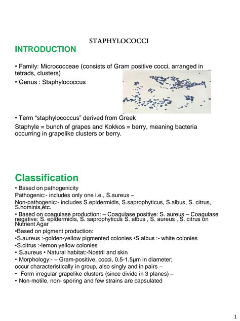 Solution Staphylococcus Microbiology Studypool