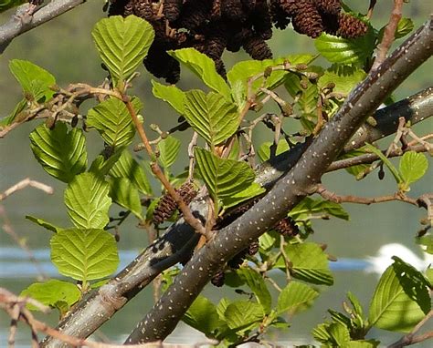 Des chatons dans l arbre l aulne glutineux Nature en ville à Cergy