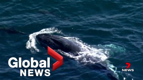 Humpback Whale Swims With Dolphins Off Coast Of Australia Ahead Of