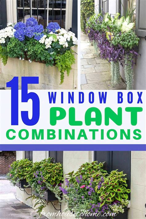 Window Box Flower Combinations Flower Box Ideas Inspired By Charleston