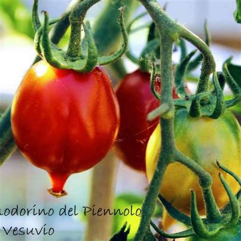 Pomodorino Del Piennolo Del Vesuvio Longkeeper Tomato Meraki Seeds