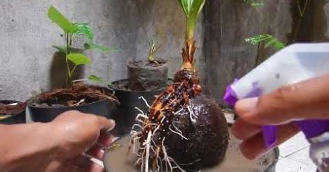 Foto Bonsai Kelapa Berbuah Aneka Ragam Bentuk Bonsai