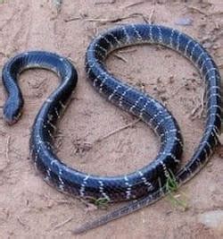 common krait snake facts