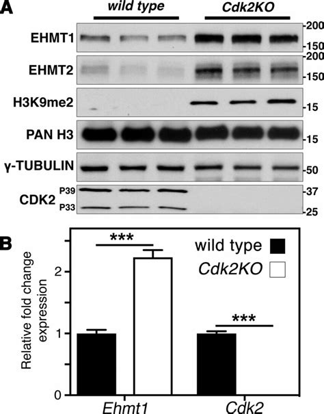 Ehmt1 Expression And H3k9me2 Levels Are Increased In Cdk2ko Testis A Download Scientific