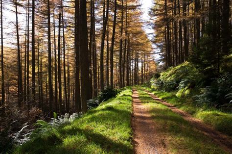 Fotos gratis paisaje árbol naturaleza bosque desierto planta