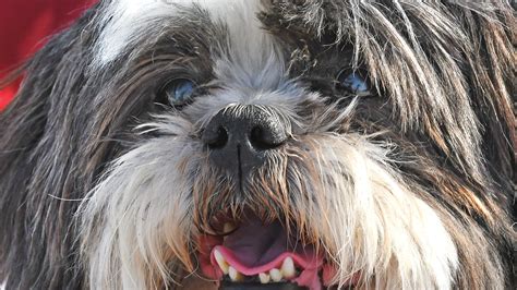Spaniels, terriers, short-nosed dog breeds prone to dry eye or KCS