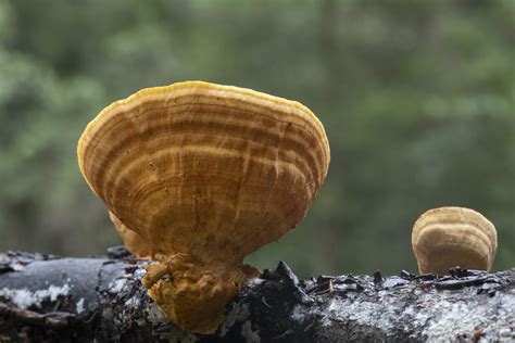 Stereum Ostrea Ste Alison Pouliot Photography