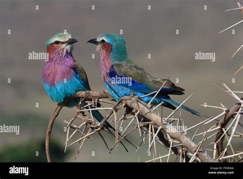 Two Lilac Breasted Roller Birds Sitting On A Thorn Covered Acacia Tree