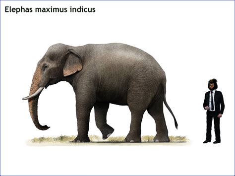elephas maximus indicus indian elephant  cisiopurple  deviantart