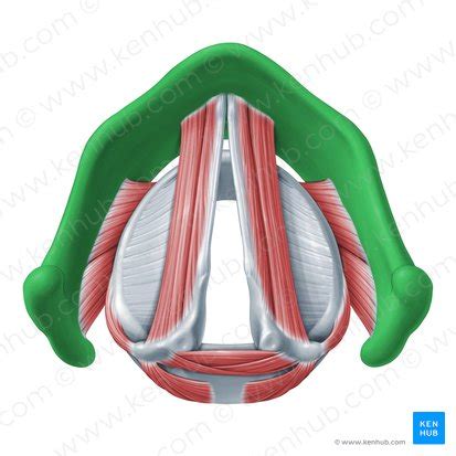 Cartílago tiroides Estructura y función Kenhub