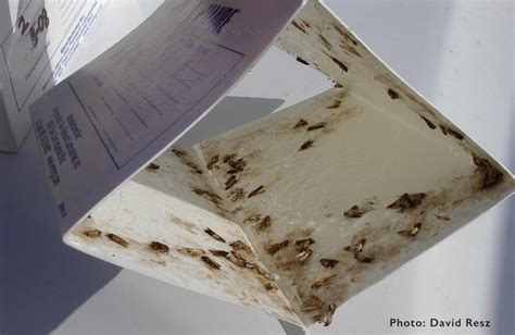 Indian Meal Moth Life Cycle