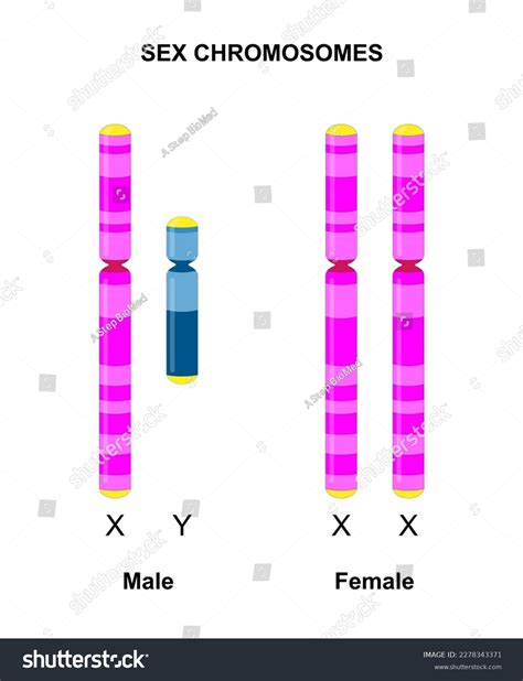 Human Sex Chromosomes X Y Males Stock Vector Royalty Free 2278343371