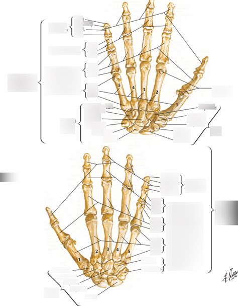 Finger Bones Diagram | Quizlet