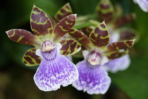 Green and Purple Orchids [6000x4000] : r/MacroPorn