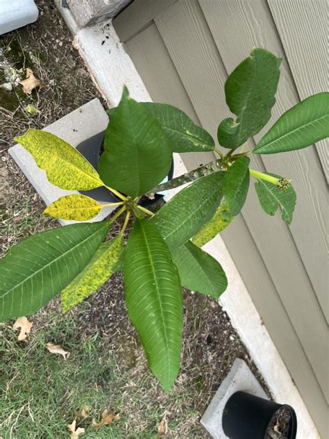 Plumeria Leaves Yellowing Causes And Solution