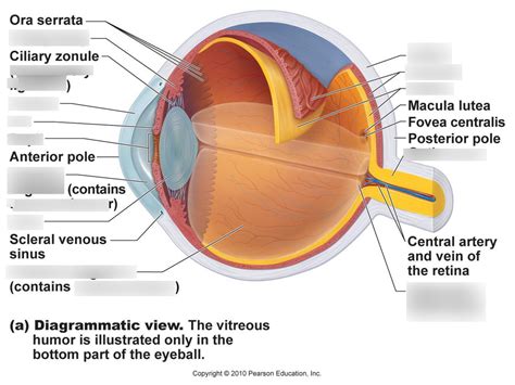 Ch.10 Sense Organs Diagram | Quizlet