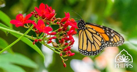 See Butterflies Take Flight in Phipps Conservatory’s Butterfly Forest ...