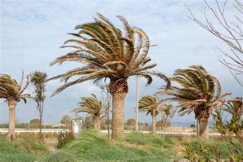 Comune Di Cagliari Chiusi Per Il Forte Vento Parchi E Cimiteri Comunali