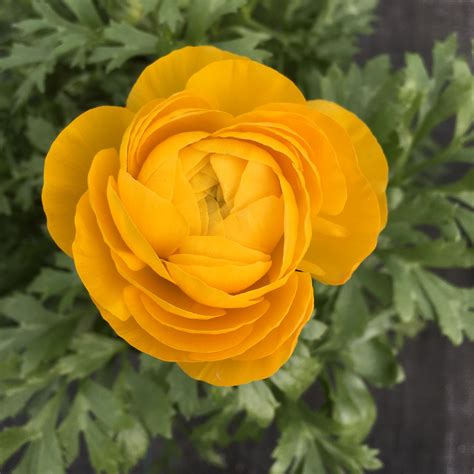 21 Annuals ideas | plants, garden, geraniums garden