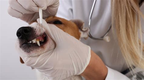 O Que Fazer Quando O Dente Do Cachorro Cai - É normal cair o dente do meu cachorro?