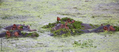 Flu Pferd Und Blaustirn Blatth Hnchen Hippopotamus And African Jacana