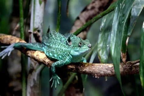 13 Lizards That Live In Trees With Pictures Wildlife Informer