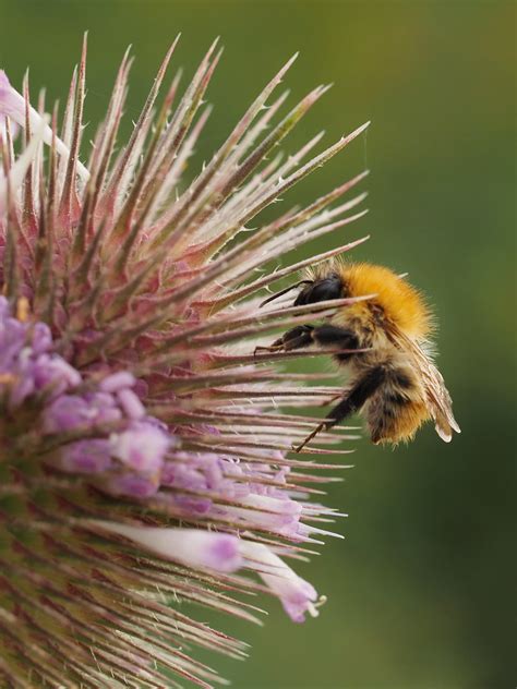 Prickly Problem July 2023 Unseen 2023 Summer Was Here In… Flickr