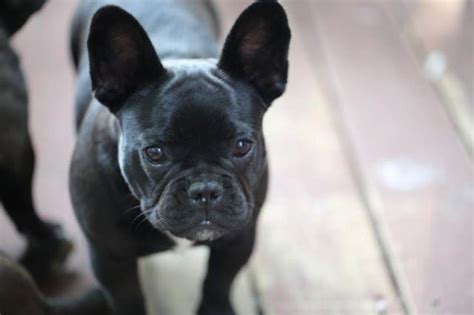 Akc Female French Bulldog Puppy For Sale In Renton Washington