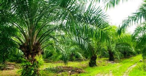 Inilah Kelebihan Kelapa Sawit Pelepah Pendek Kelapa Sawit