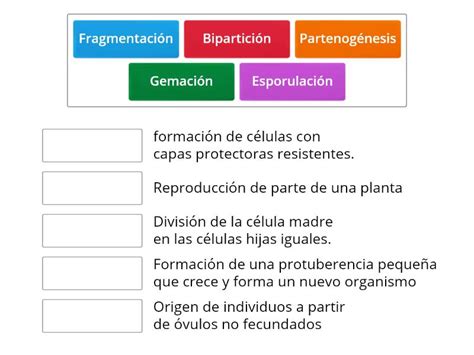 Reproduccion Asexual Une Las Parejas