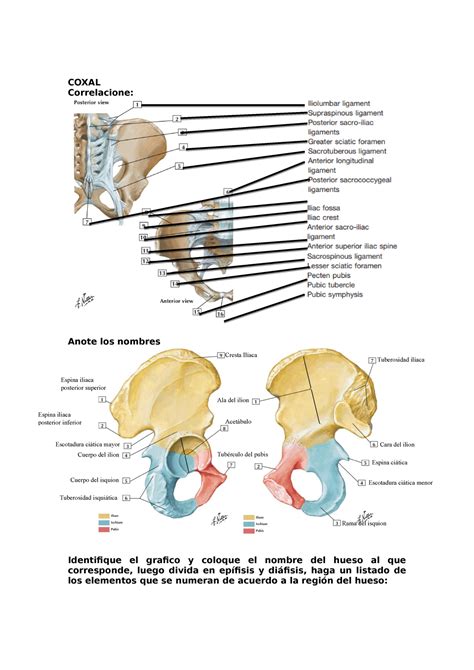 Osteología de la Extremidad inferior COXAL Correlacione Anote los