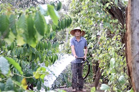 Coffee Farming: Watering Techniques For Coffee Plants - Helena Coffee ...