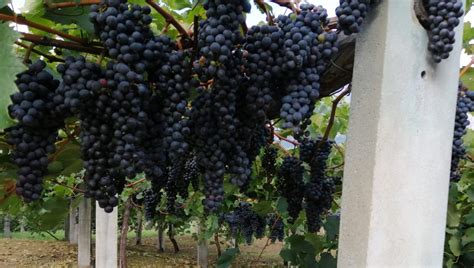 Nelle Valli Ossolane C Un Nebbiolo Da Scoprire Il Secolo Xix