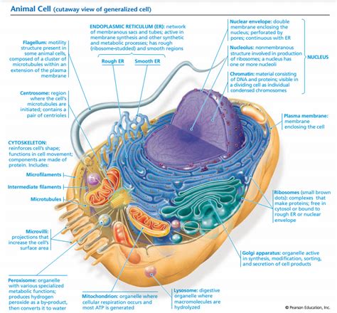 sel biologi buanget