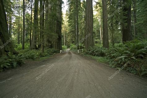 Redwood Forest Road — Stock Photo © welcomia #27111351