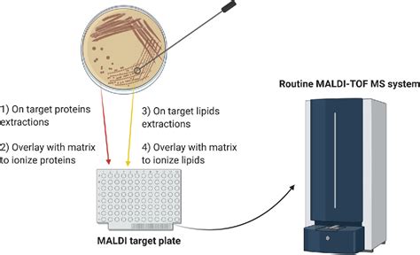 Figure 1 From Detection Of Species Specific Lipids By Routine Maldi Tof