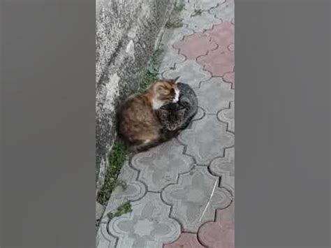 Котики мої маленькі #кішки #кішка #кіт - YouTube