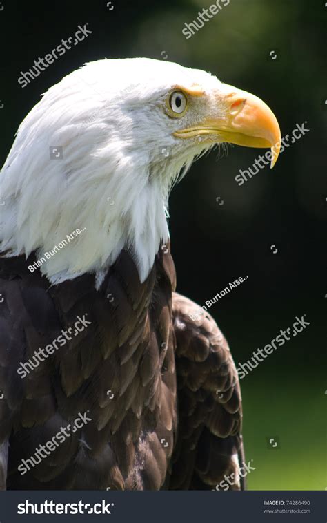 Close American Bald Eagle Stock Photo 74286490 | Shutterstock