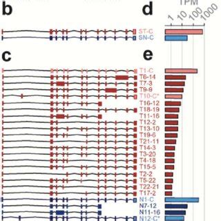 Messenger Rna Mrna Isoforms Of The Eef A Gene A Reference Gene