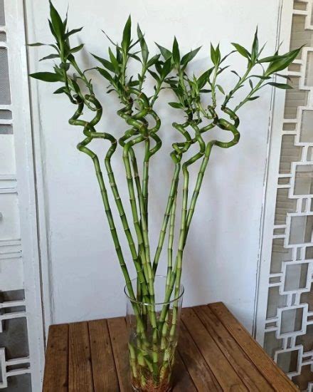 9 Best Fertilizers For Lucky Bamboo Plants Balcony Garden Web