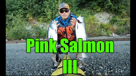 Kayak Fishing Puget Sound Pink Salmon 2023 Iii Youtube