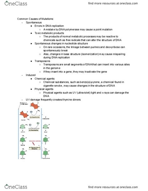 Biol Lecture Notes Winter Lecture Pyrimidine Dimer