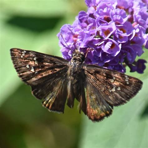 Horace S Duskywing Erynnis Horatius Bugguide Net