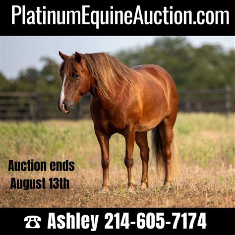 American Quarter Horse Mare 8 years 12,1 hh Bay in Weatherford TX